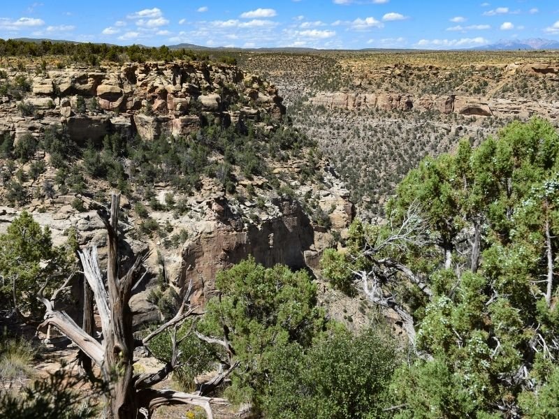 views over mesa verde with trees and cliffs and wood