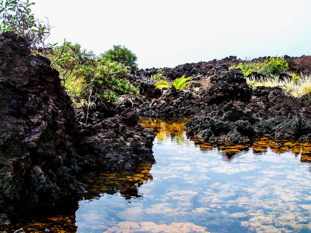 the golden pools of lone palm peach a beautifu natural ecosystem