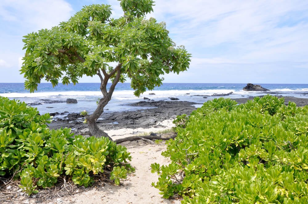 beach of hawaii with a tree