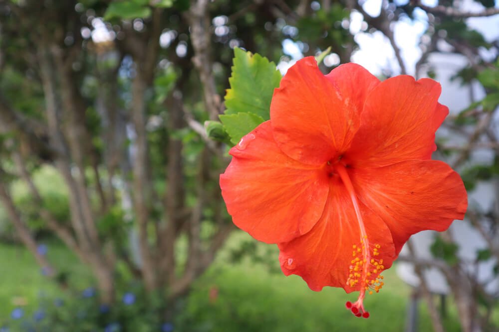 a hibiscus flower in a garden in hawaii