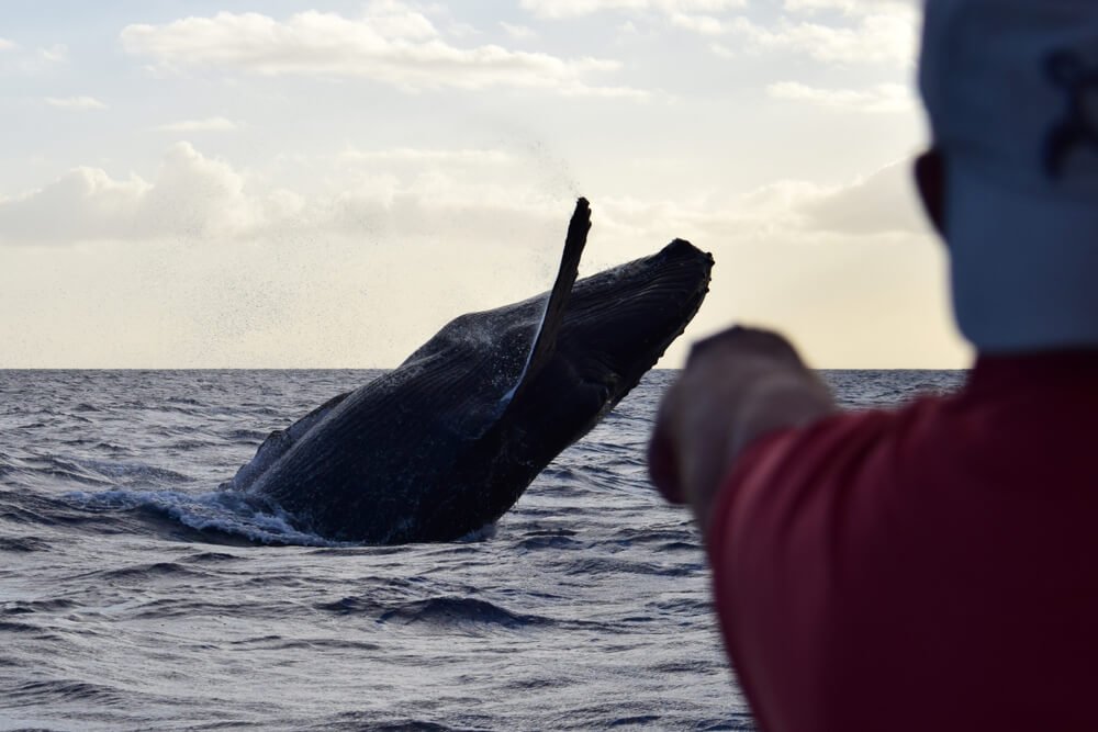 person pointing at a breaching humpback whale in hawaii