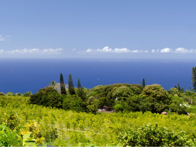 kona coffee farm on a hillside overlooking the ocean