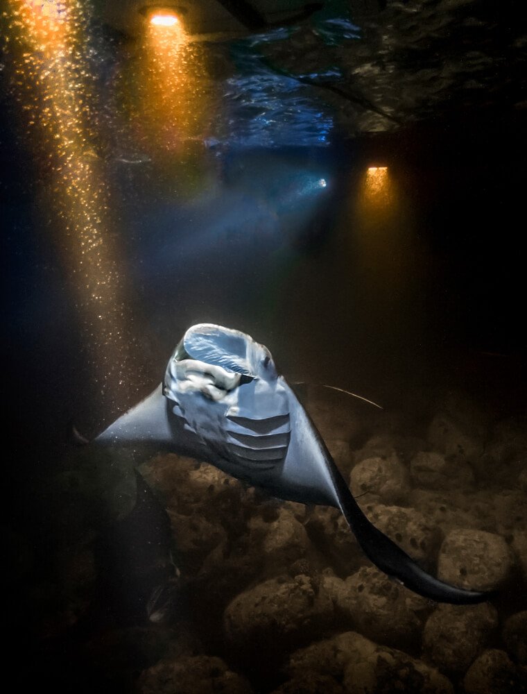 a manta ray feeding at night illuminated by lights on the boat