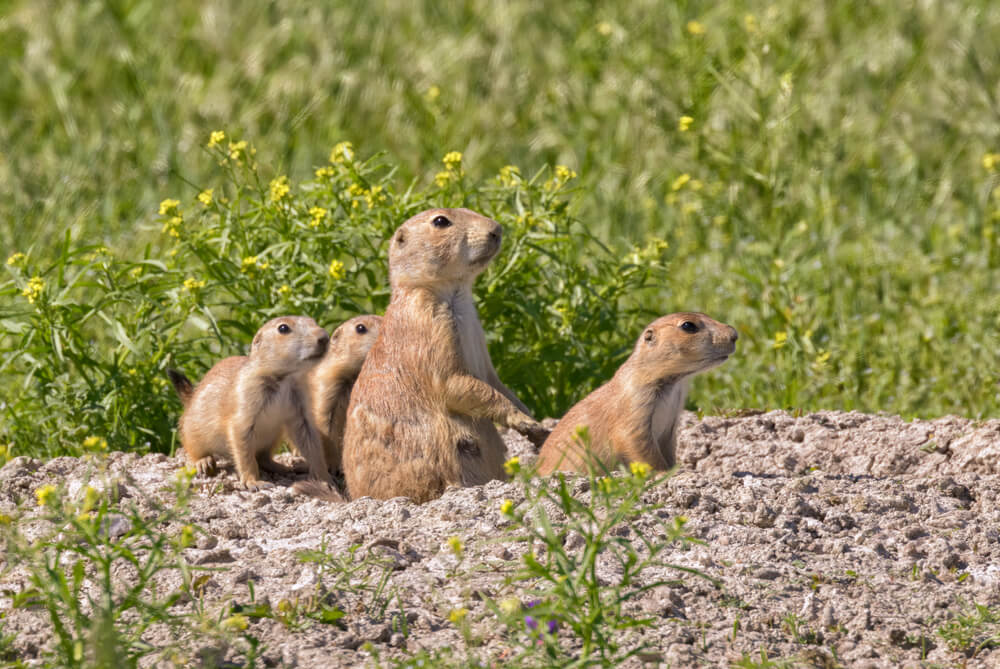 Family of black-tailed prairie dogs are around hole at the grasslands of Roberts Prairie Dog Town
