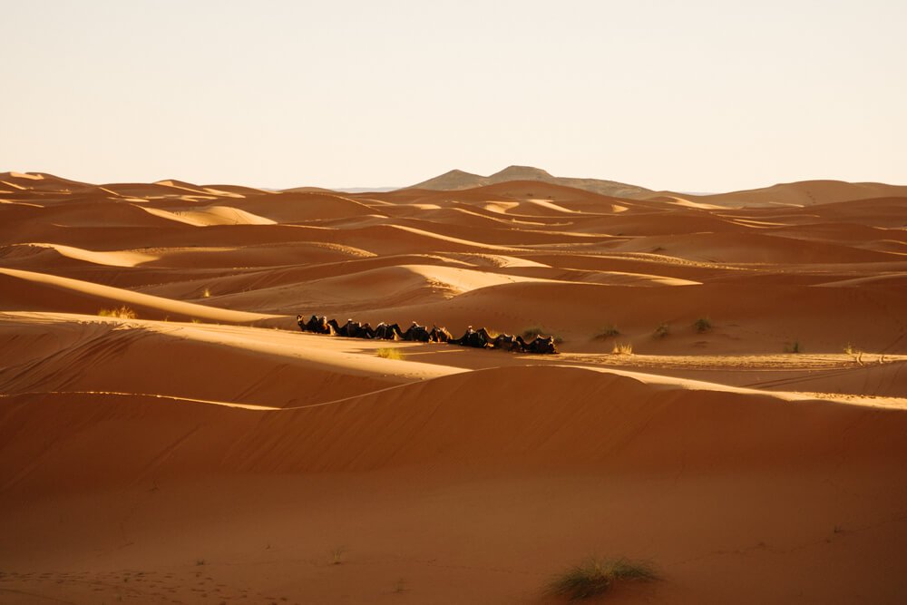 Photo of shadows in the sand dunes in the Sahara Desert in Morocco. A line of camels is walking in the desert on a sand ridge.
