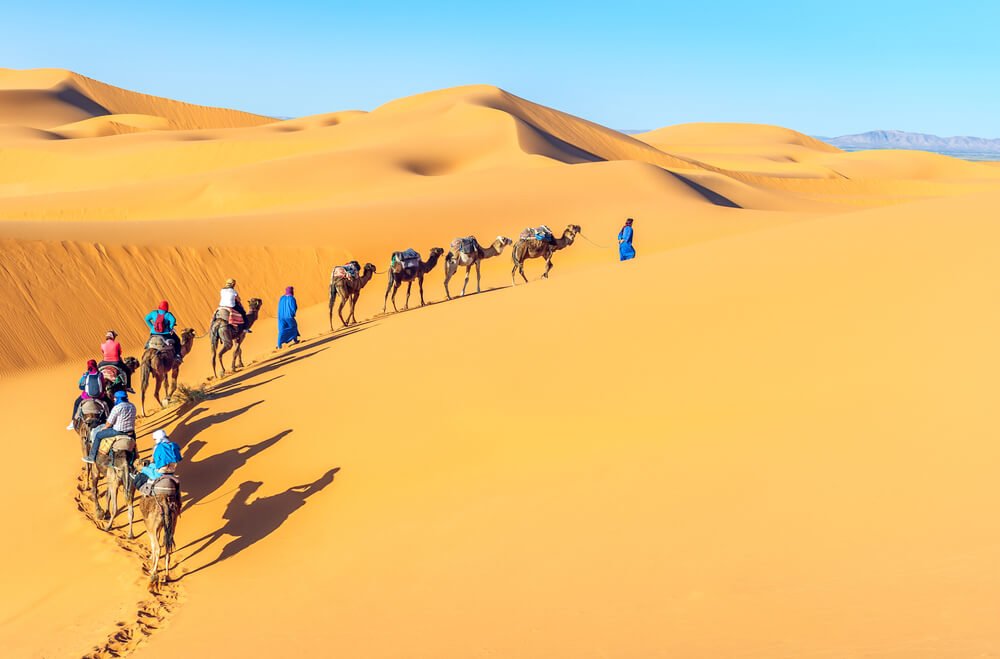 camels winding their way through a path in the dunes in the sahara desert