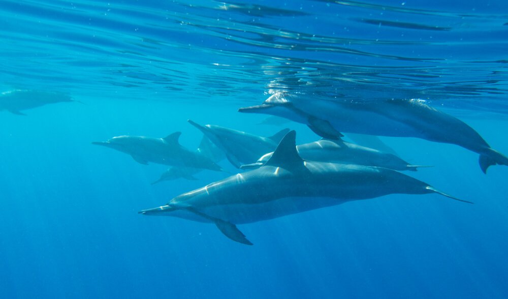 spinner dolphins in hawaii in the water underneath the water