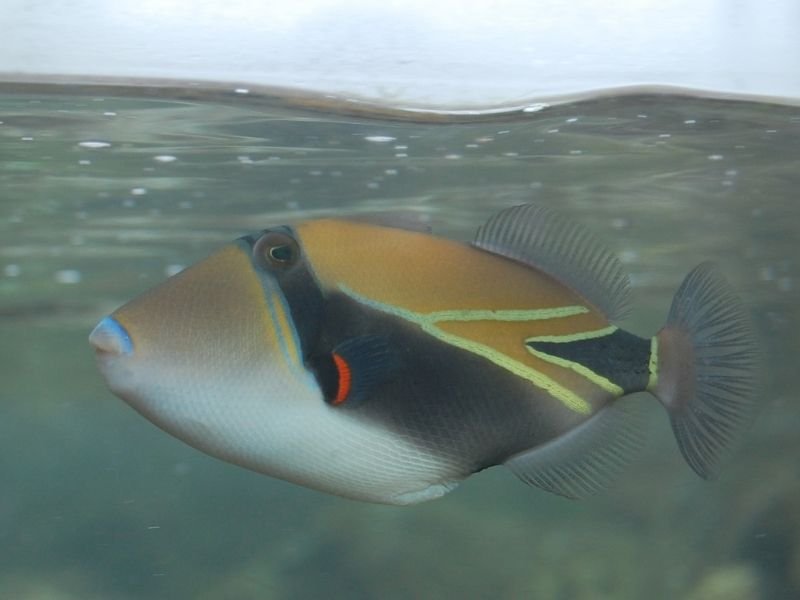 the famous state fish of hawaii with bright stripes and beautiful colors