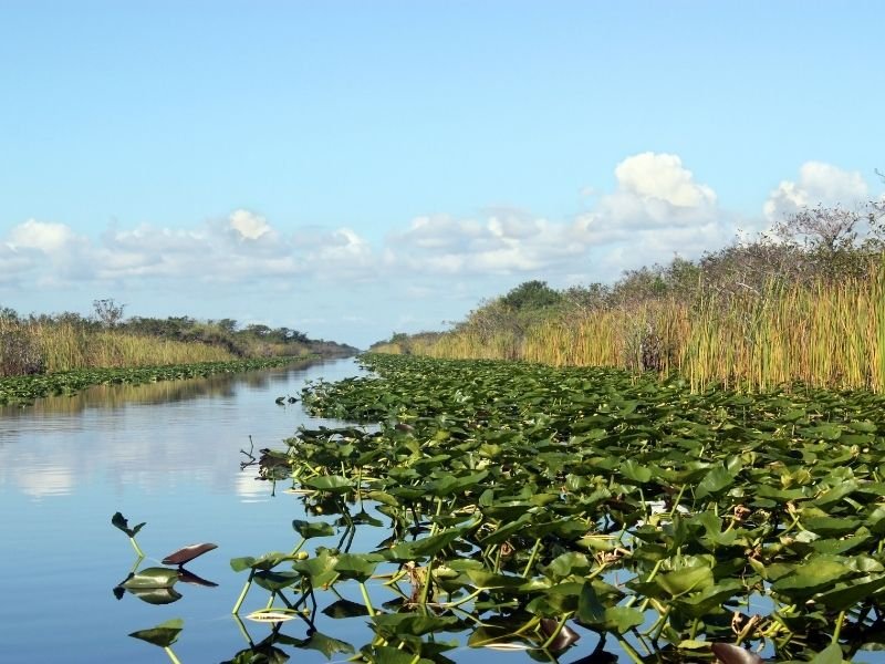 swamp in the everglades with lily pads and reeds