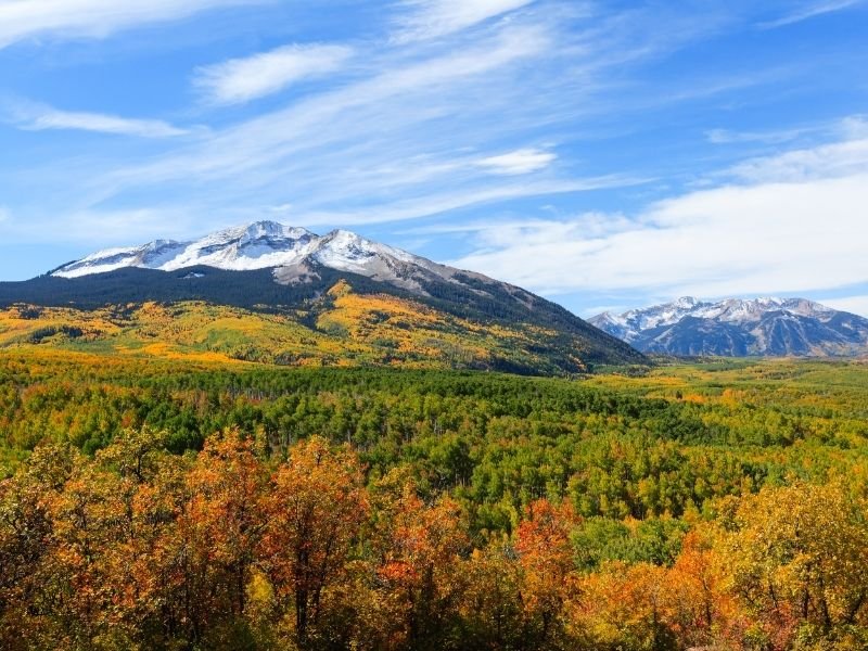 red and yellow aspen and green evergreen trees in a field area in colorado with mountains covered in snow in the distance