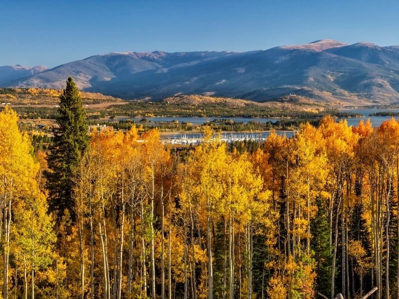 fall colors in the beautiful state of colorado with golden aspen trees