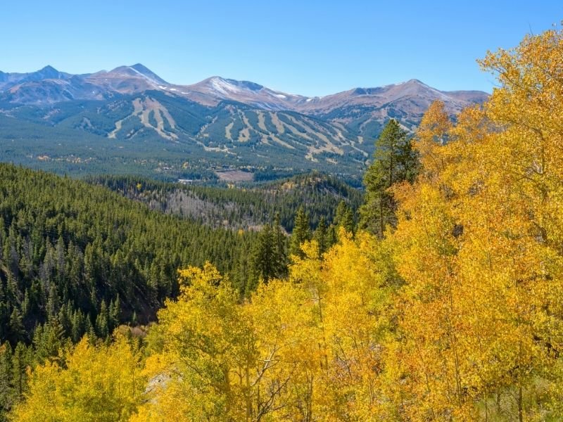 many evergreen trees in the mountains of breckenridge with visible ski runs in the distance and a cluster of yellow aspen trees in the foreground