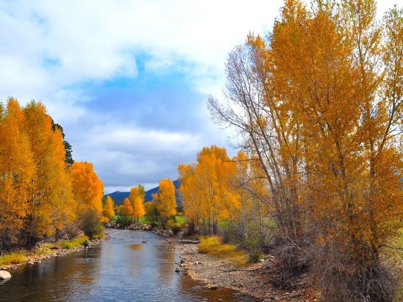 brilliant orange-yellow trees in estes park along a small river or creek