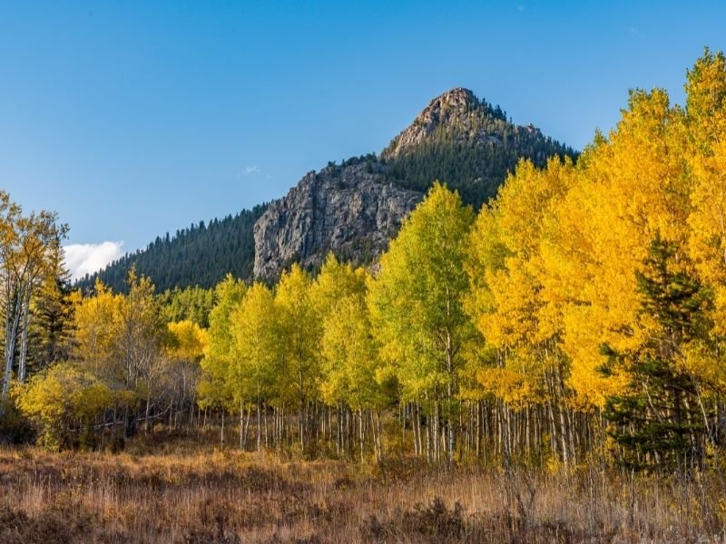 yellow aspen trees, next to some still-green aspens, near mountains in colorado in fall