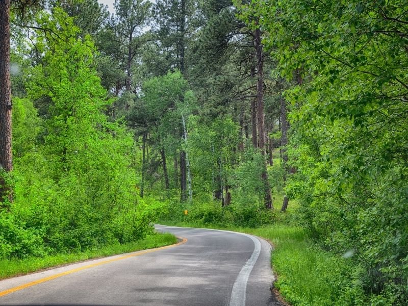 road tripping through the green forest of south dakota