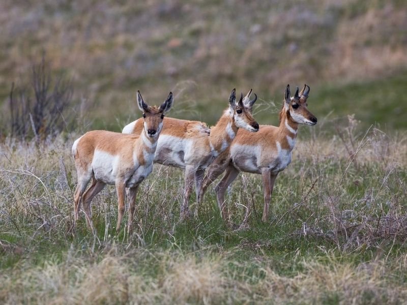Three pronghorn aka american antelope in a field