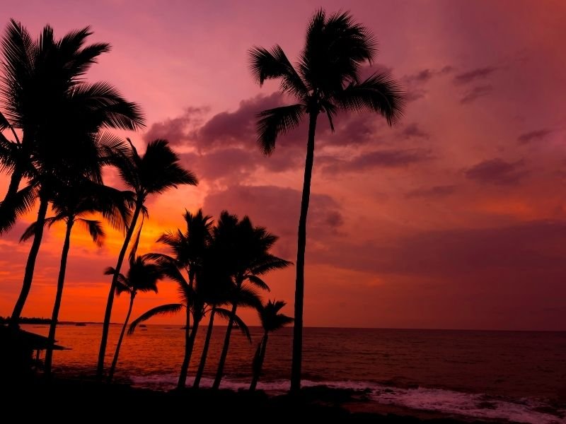 a reddish orange pinkish sunset with palm trees silhouetted in hawaii. seeing a hawaiian sunset is a must on your big island itinerary!