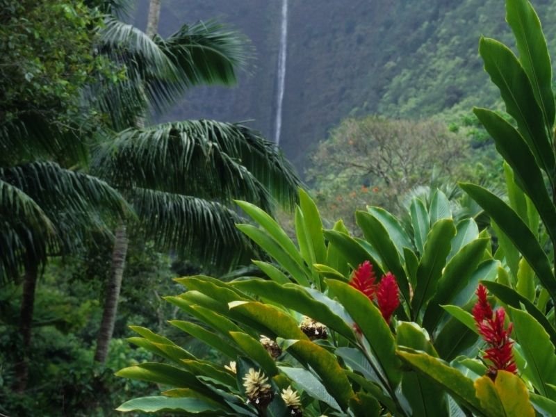 plants and red flowers and palm trees with a waterfall flowing in the distance in the waipio valley