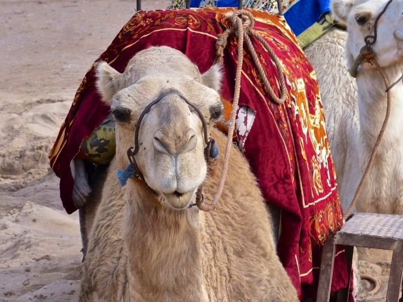 up close photo of a camels face in morocco