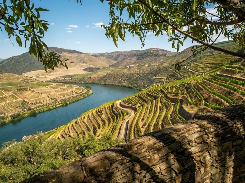 rows of vineyards next to the douro river in the douro valley of portugal, a wonderful wine region