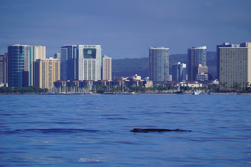 whales in front of the waikiki skyline