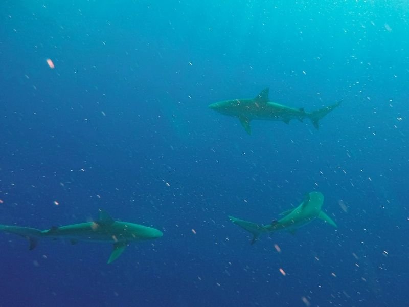 sharks visible under the water in hawaii