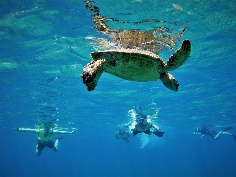 snorkelers marveling at a hawaiian sea turtle in the water hovering near the surface
