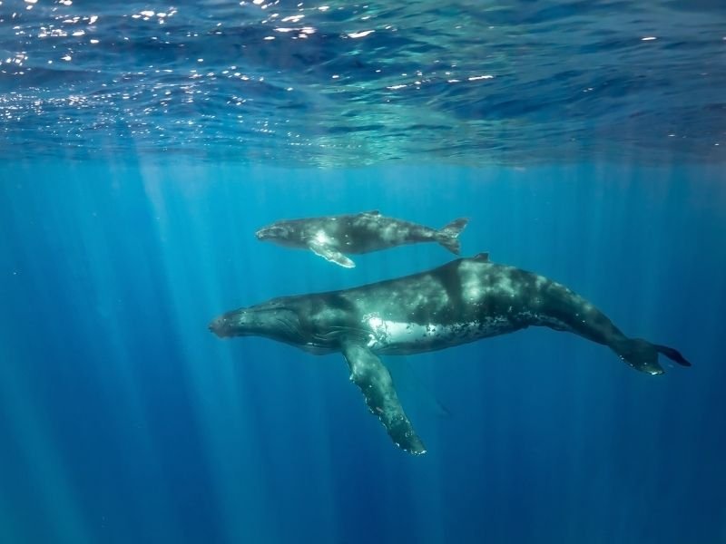 humpback whales seen underwater in hawaii