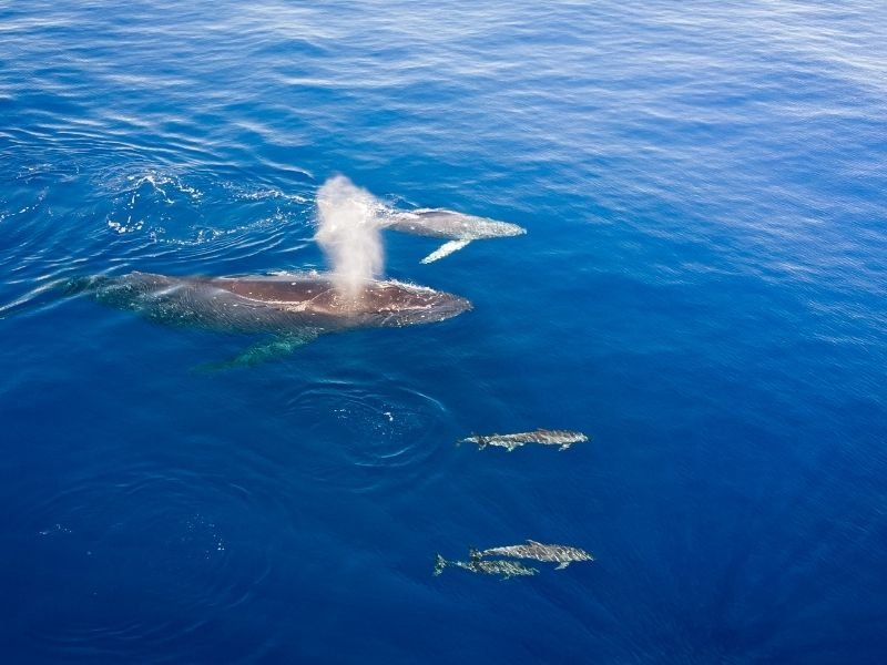 humpback whale also swimming with hawaiian spinner dolphins