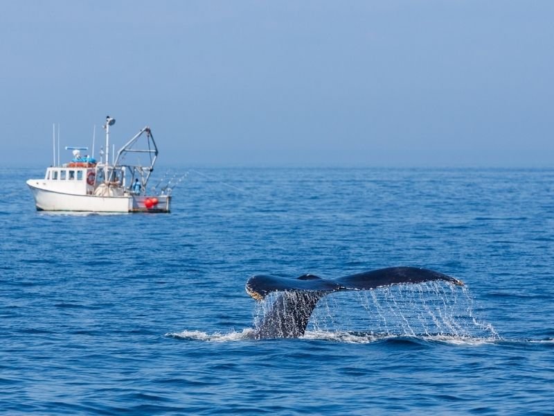 whale tail and fishing boat