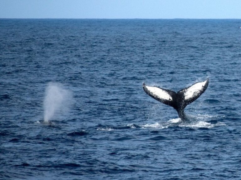 Whale Watching in Oahu Everything You Need to Know Before You Book