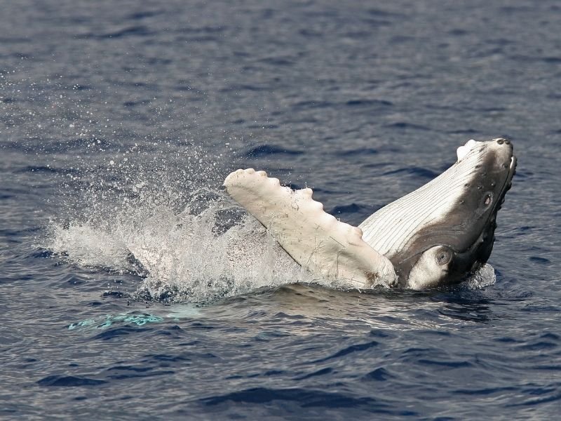 baby humpback whale playing in the water in maui