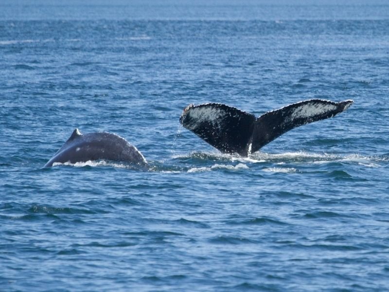 mother and baby humpback whale visible in the water