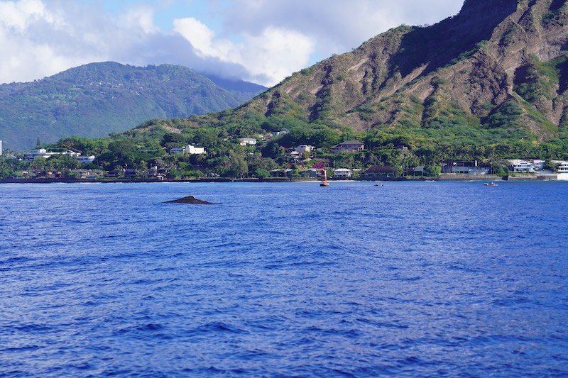 Whale back near Diamond Head on the Catamaran Cruise whale watching tour