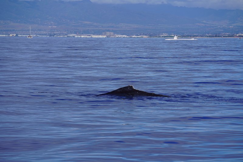 the back fin of a humpback whale with a boat in the distance