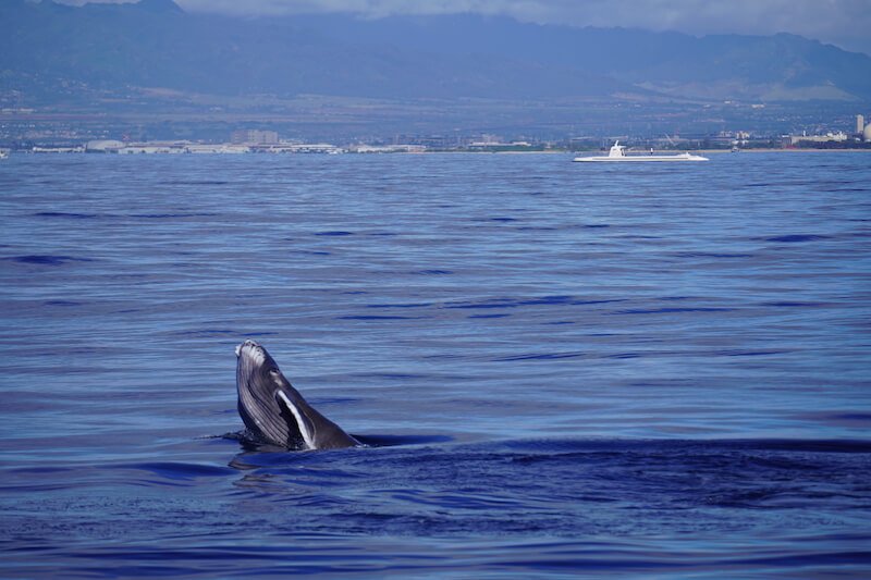 A baby humpback whale playing and frolicking in the waters