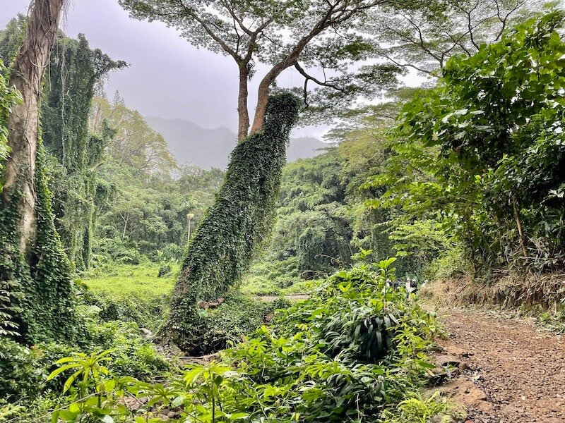 hiking trail to manoa falls hiking in the mist