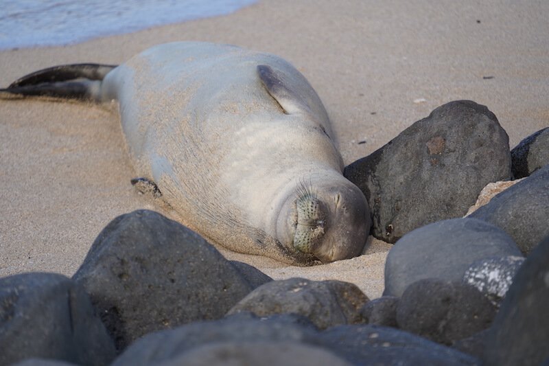 monk seal in oahu