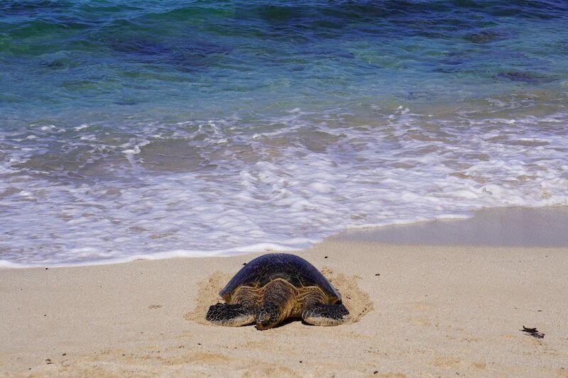sea turtle resting on popular north shore beach