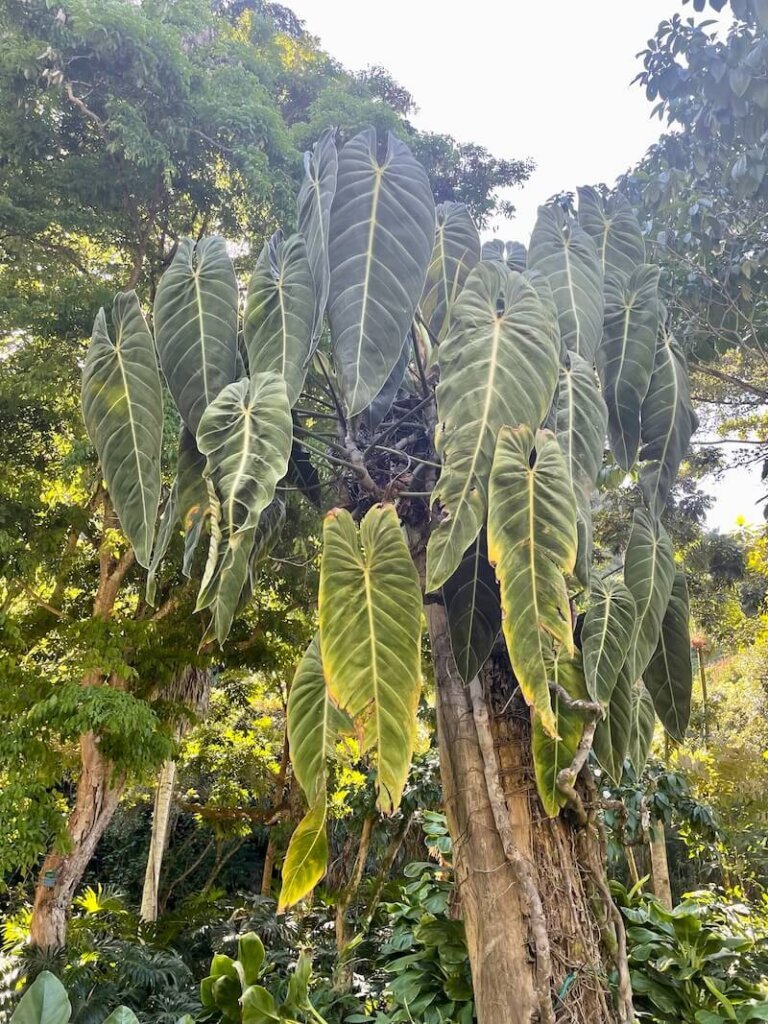 anthuriums climbing up a tree