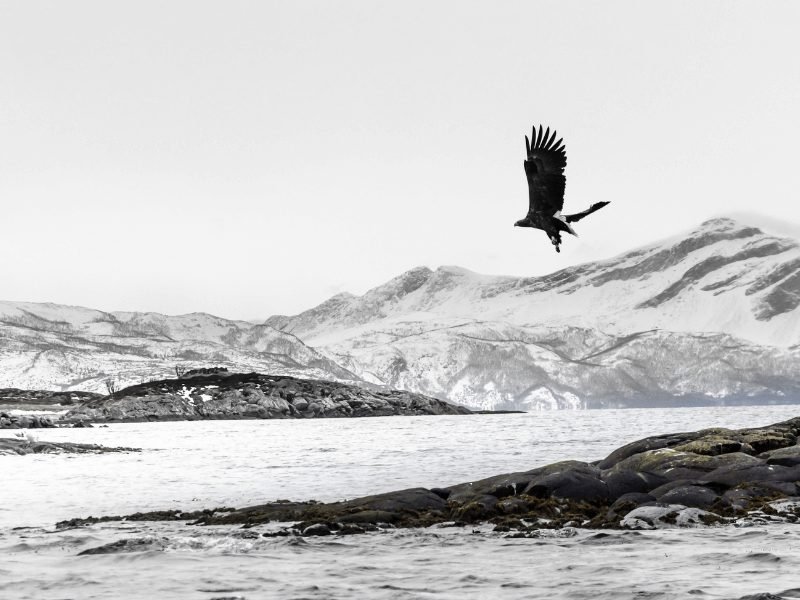 View while whale watching in Tromso Norway