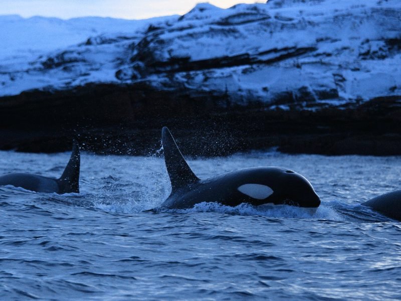 A few orcas seen surfacing above the water with dark light of early morning