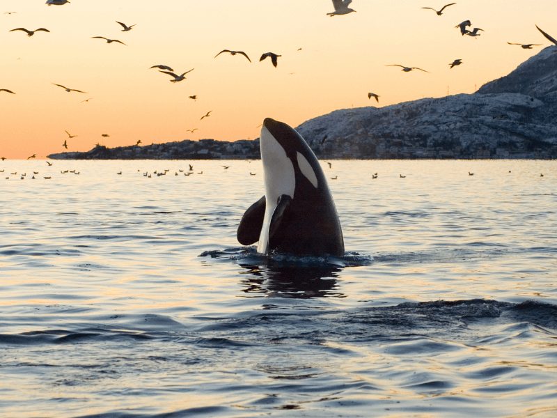 orca in pale light with birds around