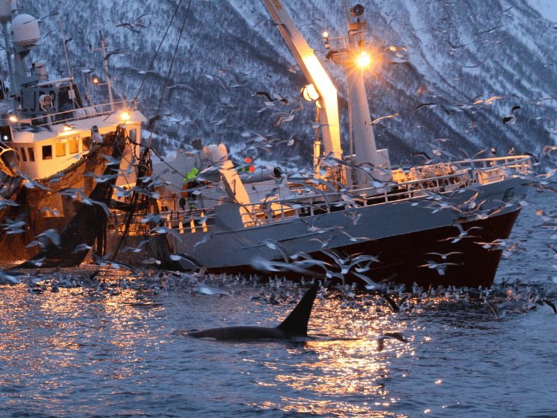 A fishing boat surrounded by whales in Tromso area, Norway