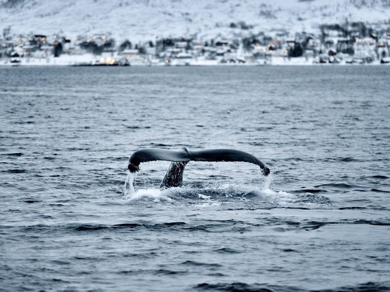 A whale tail going underwater with the background being snow fjord landscape