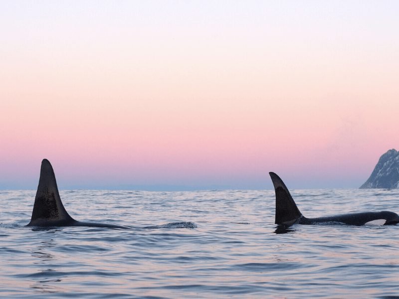 Pastel lighting in Tromso with two orcas coming for air above the water