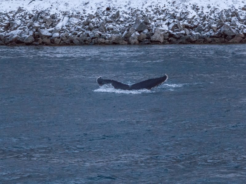 Whale tail going down into the waters while on a Tromso whale watching tour in the waters around the Skjervoy island.