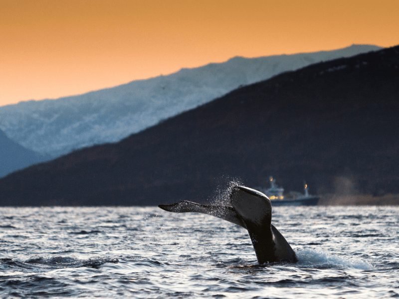 A whale tail going down below the water's surface with an orange-y dawn sky.