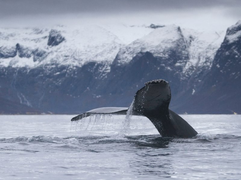 A whale going under the water surface in the waters outside of Tromso, Norway, while on a Tromso whale watching tour