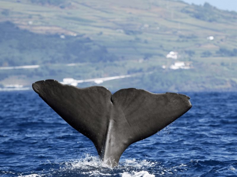 whale tale in a distinctive shape seen diving in azores